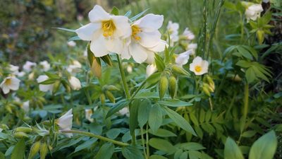 Polemonium carneum, photographed by Alan Rockefeller
