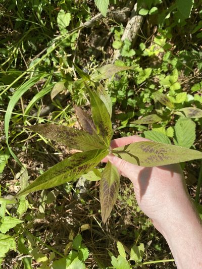 Persicaria setacea, photographed by Emily Summerbell