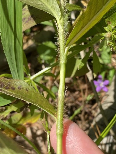 Persicaria setacea, photographed by Emily Summerbell