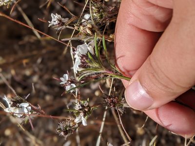 Calycadenia multiglandulosa, photographed by My-Lan Le