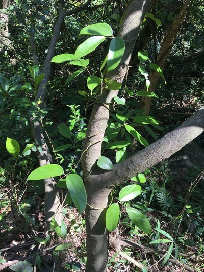 Mucuna birdwoodiana, photographed by Yj
