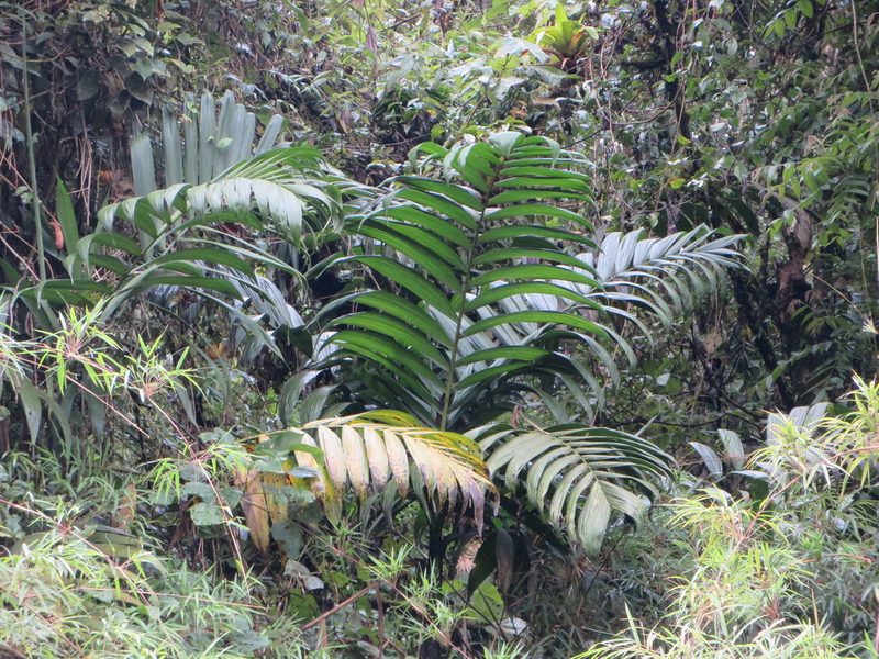 Chamaedorea linearis, photographed by Jens-Christian Svenning