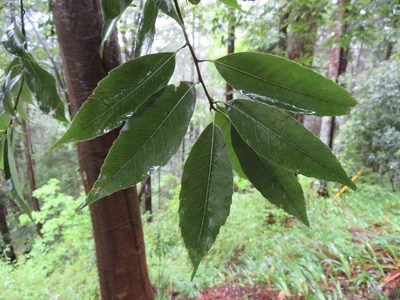 Quercus myrsinifolia, photographed by Marco Mussita