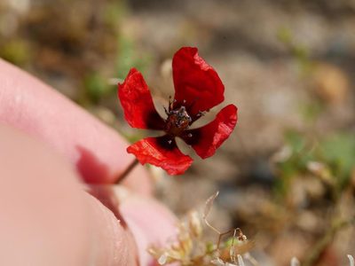 Roemeria argemone, photographed by Alexis Tinker-Tsavalas