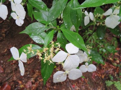 Hydrangea scandens, photographed by Marco Mussita