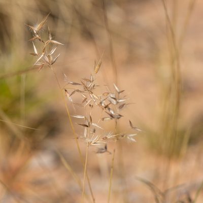 Eriachne aristidea, photographed by Kym Nicolson