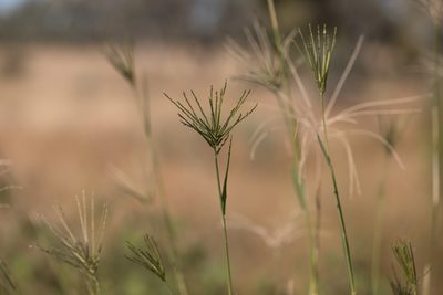 Leptochloa digitata, photographed by Kym Nicolson