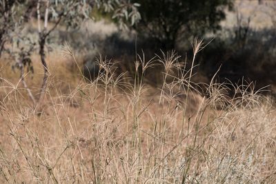 Leptochloa digitata, photographed by Kym Nicolson