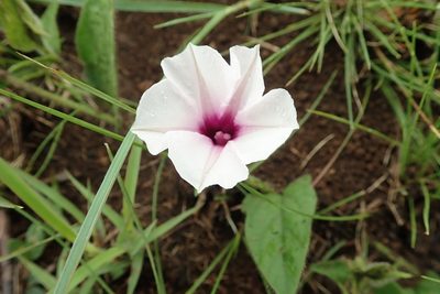 Ipomoea crassipes, photographed by Peter Warren