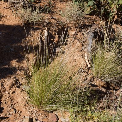 Aristida nitidula, photographed by Kym Nicolson