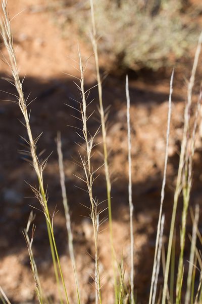 Aristida nitidula, photographed by Kym Nicolson