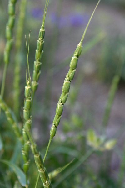 Aegilops tauschii, photographed by Oleg Kosterin