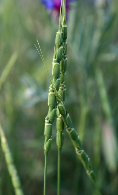 Aegilops tauschii, photographed by Oleg Kosterin