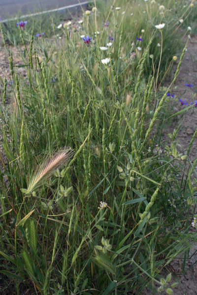 Aegilops tauschii, photographed by Oleg Kosterin