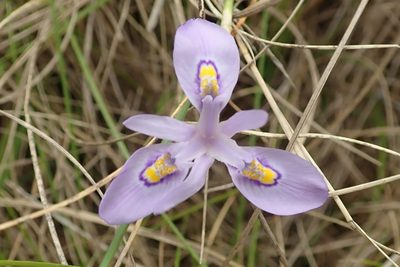 Moraea elliotii, photographed by Peter Warren
