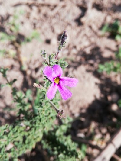 Jamesbrittenia pinnatifida, photographed by Christiaan Viljoen