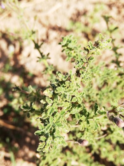 Jamesbrittenia pinnatifida, photographed by Christiaan Viljoen