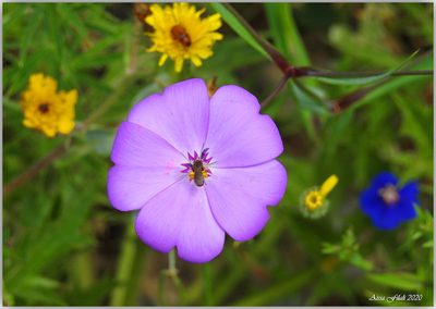 Eudianthe coeli-rosa, photographed by Aissa Djamel Filali