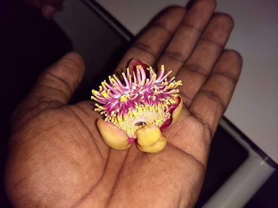 Couroupita guianensis, photographed by renjus box