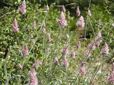 Ebenus pinnata, photographed by Aissa Djamel Filali