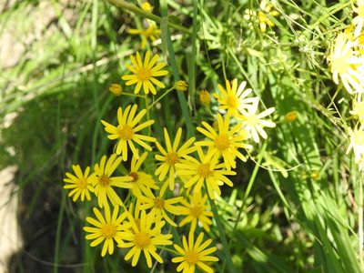Jacobaea delphiniifolia, photographed by Aissa Djamel Filali
