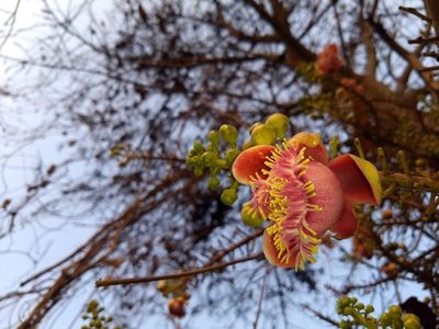 Couroupita guianensis, photographed by renjus box