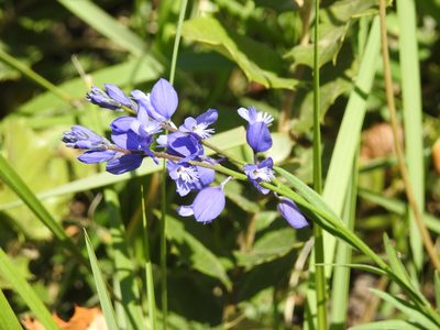 Polygala nicaeensis, photographed by Aissa Djamel Filali
