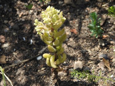 Sedum pubescens, photographed by Aissa Djamel Filali