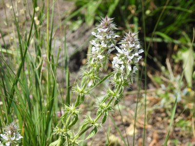 Stachys ocymastrum, photographed by Aissa Djamel Filali