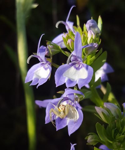 Downingia elegans, photographed by Alex Abair