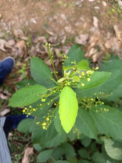 Baliospermum solanifolium, photographed by renjus box