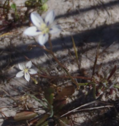 Wahlenbergia androsacea, photographed by Nicola van Berkel