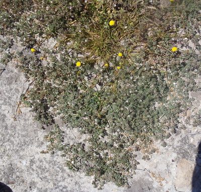 Frankenia pulverulenta, photographed by Nicola van Berkel