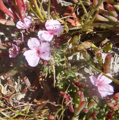 Frankenia repens, photographed by Nicola van Berkel