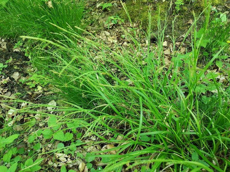 Carex strigosa, photographed by Jens-Christian Svenning