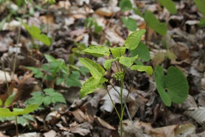 Smilax ecirrhata, photographed by Quinten Wiegersma