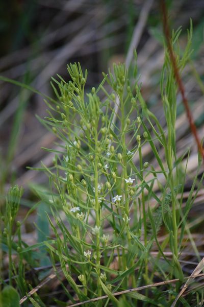 Thesium ebracteatum, photographed by Natalya Ivanova