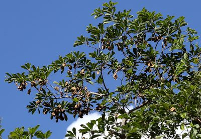 Terminalia phanerophlebia, photographed by Wynand Uys