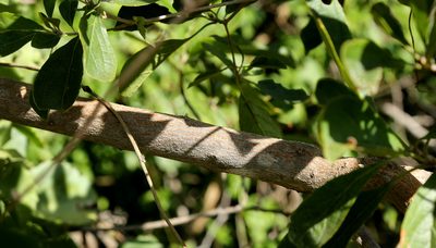 Terminalia phanerophlebia, photographed by Wynand Uys