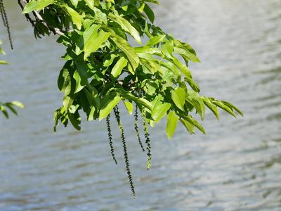 Pterocarya fraxinifolia, photographed by Alexis Tinker-Tsavalas