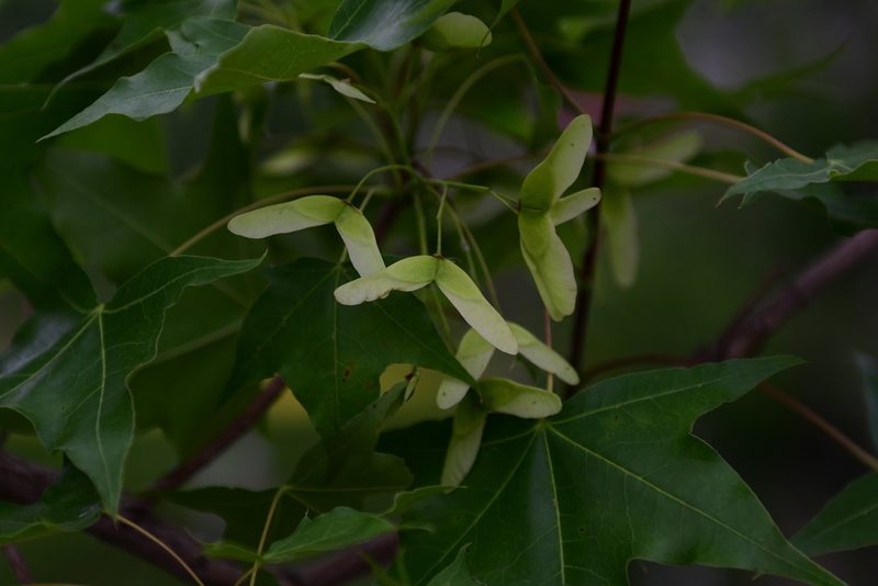 Acer truncatum, photographed by Yi CHEN