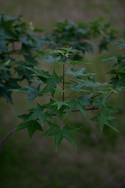 Acer truncatum, photographed by Yi CHEN