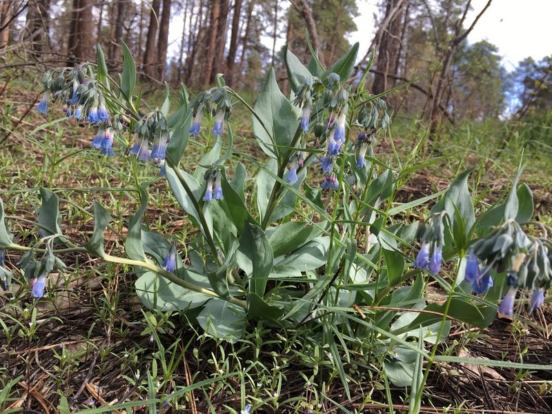 Mertensia macdougalii, photographed by Mike Dechter