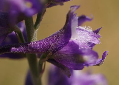 Delphinium hesperium, photographed by Rick Mandel