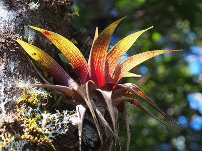 Werauhia ororiensis, photographed by Lena Struwe