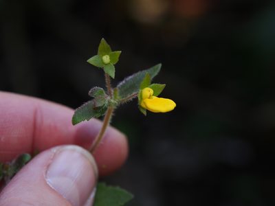 Calceolaria mexicana, photographed by Lena Struwe
