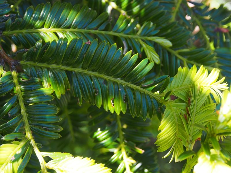 Pectinopitys standleyi, photographed by Lena Struwe