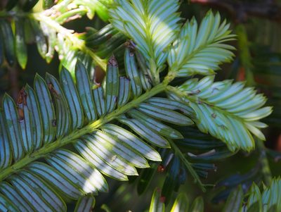 Pectinopitys standleyi, photographed by Lena Struwe