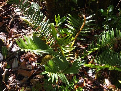 Parablechnum chiriquanum, photographed by Lena Struwe