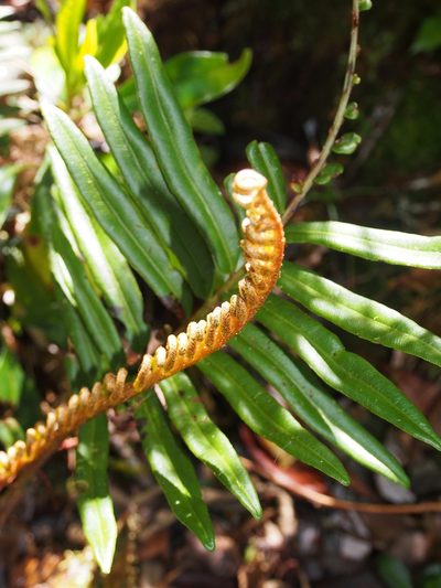 Parablechnum chiriquanum, photographed by Lena Struwe